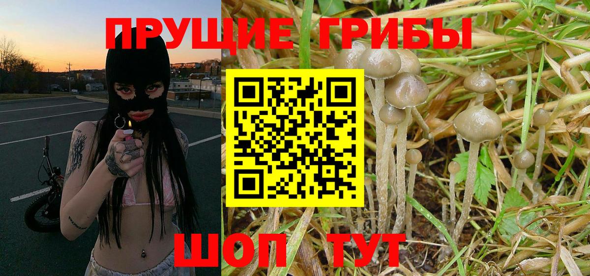 Галлюциногенные грибы Psilocybe  Вход с VPN  Майский 